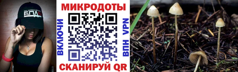 kraken рабочий сайт Судак Псилоцибиновые грибы Magic Shrooms наркота